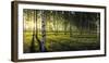 Birch trees by the Vuoksi River, Imatra, Finland-null-Framed Photographic Print