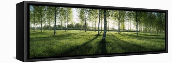 Birch Trees in a Forest, Imatra, South Karelia, Southern Finland, Finland-null-Framed Stretched Canvas