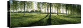 Birch Trees in a Forest, Imatra, South Karelia, Southern Finland, Finland-null-Stretched Canvas