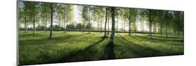 Birch Trees in a Forest, Imatra, South Karelia, Southern Finland, Finland-null-Mounted Photographic Print