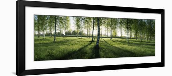 Birch Trees in a Forest, Imatra, South Karelia, Southern Finland, Finland-null-Framed Photographic Print