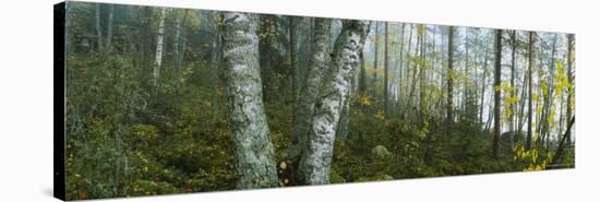 Birch Trees in a Forest, Puumala, Finland-null-Stretched Canvas