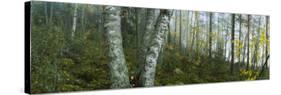 Birch Trees in a Forest, Puumala, Finland-null-Stretched Canvas