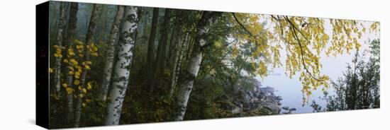 Birch Trees in a Forest, Puumala, Finland-null-Stretched Canvas