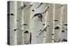 Birch Trees in a Row, Close-Up of Trunks-null-Stretched Canvas