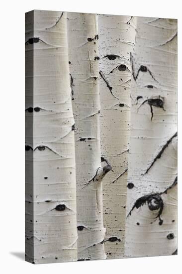 Birch Trees in a Row, Close-Up of Trunks-null-Stretched Canvas