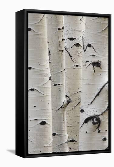 Birch Trees in a Row, Close-Up of Trunks-null-Framed Stretched Canvas