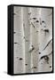 Birch Trees in a Row, Close-Up of Trunks-null-Framed Stretched Canvas