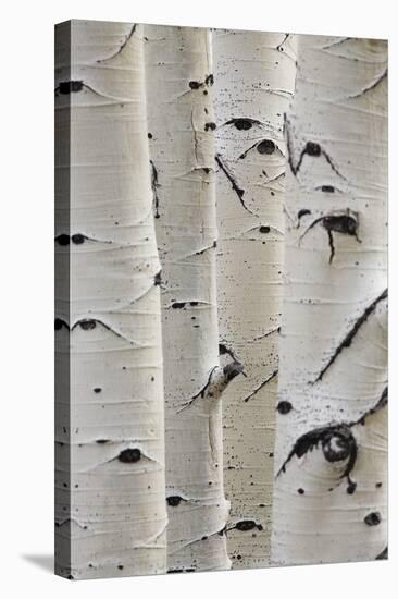 Birch Trees in a Row, Close-Up of Trunks-null-Stretched Canvas