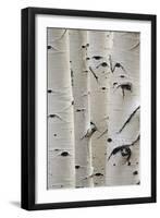 Birch Trees in a Row, Close-Up of Trunks-null-Framed Photo