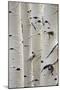 Birch Trees in a Row, Close-Up of Trunks-null-Mounted Photo