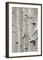 Birch Trees in a Row, Close-Up of Trunks-null-Framed Photo