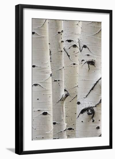 Birch Trees in a Row, Close-Up of Trunks-null-Framed Photo