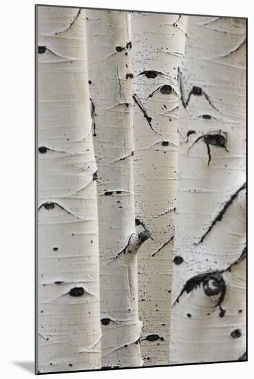 Birch Trees in a Row, Close-Up of Trunks-null-Mounted Photo