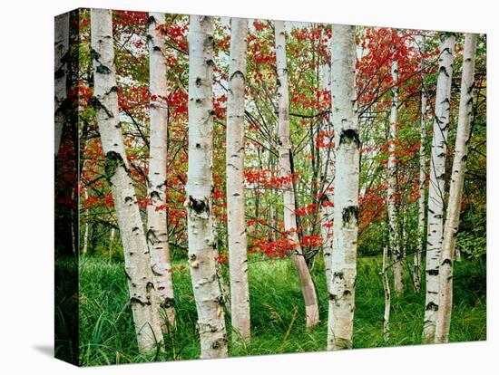 Birch trees in autumn, Acadia National Park, Maine, USA-null-Stretched Canvas