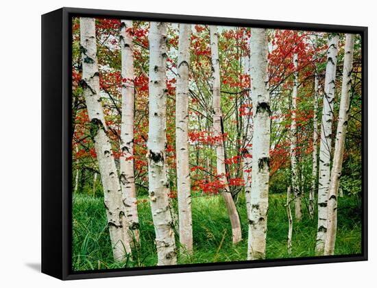 Birch trees in autumn, Acadia National Park, Maine, USA-null-Framed Stretched Canvas