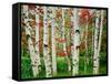 Birch trees in autumn, Acadia National Park, Maine, USA-null-Framed Stretched Canvas