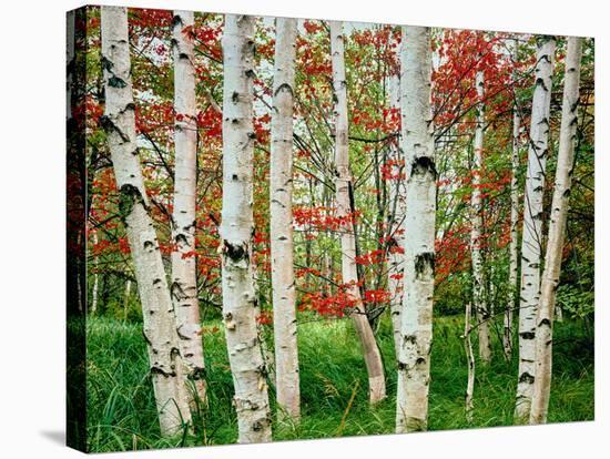 Birch trees in autumn, Acadia National Park, Maine, USA-null-Stretched Canvas
