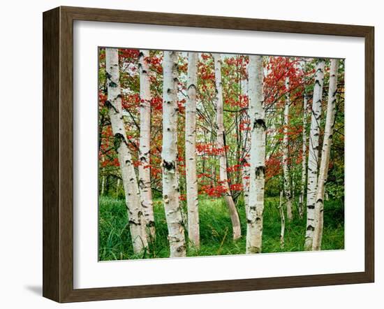 Birch trees in autumn, Acadia National Park, Maine, USA-null-Framed Premium Photographic Print