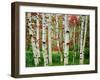 Birch trees in autumn, Acadia National Park, Maine, USA-null-Framed Premium Photographic Print