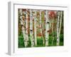 Birch trees in autumn, Acadia National Park, Maine, USA-null-Framed Premium Photographic Print