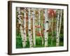 Birch trees in autumn, Acadia National Park, Maine, USA-null-Framed Photographic Print