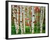 Birch trees in autumn, Acadia National Park, Maine, USA-null-Framed Photographic Print