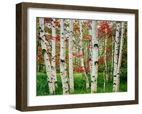 Birch trees in autumn, Acadia National Park, Maine, USA-null-Framed Photographic Print