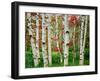 Birch trees in autumn, Acadia National Park, Maine, USA-null-Framed Photographic Print