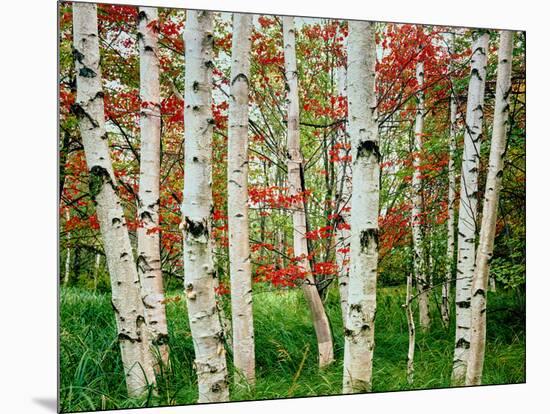 Birch trees in autumn, Acadia National Park, Maine, USA-null-Mounted Photographic Print