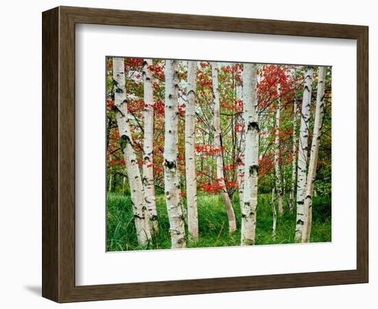 Birch trees in autumn, Acadia National Park, Maine, USA-null-Framed Photographic Print