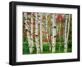 Birch trees in autumn, Acadia National Park, Maine, USA-null-Framed Photographic Print