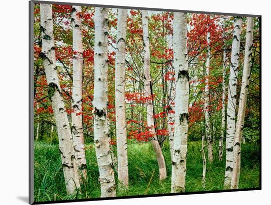 Birch trees in autumn, Acadia National Park, Maine, USA-null-Mounted Photographic Print
