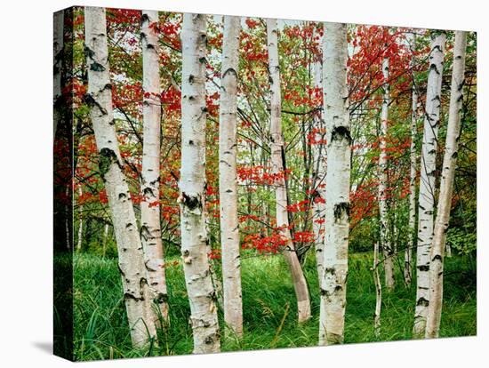 Birch trees in autumn, Acadia National Park, Maine, USA-null-Stretched Canvas