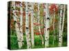 Birch trees in autumn, Acadia National Park, Maine, USA-null-Stretched Canvas