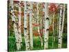 Birch trees in autumn, Acadia National Park, Maine, USA-null-Stretched Canvas