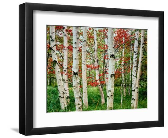Premium Photographic Print, , large