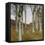 Birch Trees in Autumn, C.1898 (Oil on Wood)-Hans Am Ende-Framed Stretched Canvas