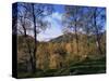 Birch Trees in Autumn, Glen Lyon, Tayside, Scotland, United Kingdom-Kathy Collins-Stretched Canvas