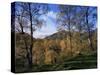 Birch Trees in Autumn, Glen Lyon, Tayside, Scotland, United Kingdom-Kathy Collins-Stretched Canvas
