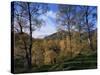 Birch Trees in Autumn, Glen Lyon, Tayside, Scotland, United Kingdom-Kathy Collins-Stretched Canvas