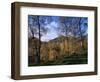 Birch Trees in Autumn, Glen Lyon, Tayside, Scotland, United Kingdom-Kathy Collins-Framed Photographic Print