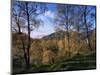 Birch Trees in Autumn, Glen Lyon, Tayside, Scotland, United Kingdom-Kathy Collins-Mounted Photographic Print