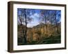 Birch Trees in Autumn, Glen Lyon, Tayside, Scotland, United Kingdom-Kathy Collins-Framed Photographic Print