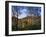 Birch Trees in Autumn, Glen Lyon, Tayside, Scotland, United Kingdom-Kathy Collins-Framed Photographic Print