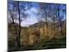 Birch Trees in Autumn, Glen Lyon, Tayside, Scotland, United Kingdom-Kathy Collins-Mounted Photographic Print