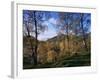 Birch Trees in Autumn, Glen Lyon, Tayside, Scotland, United Kingdom-Kathy Collins-Framed Photographic Print