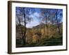 Birch Trees in Autumn, Glen Lyon, Tayside, Scotland, United Kingdom-Kathy Collins-Framed Photographic Print