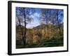 Birch Trees in Autumn, Glen Lyon, Tayside, Scotland, United Kingdom-Kathy Collins-Framed Photographic Print