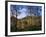 Birch Trees in Autumn, Glen Lyon, Tayside, Scotland, United Kingdom-Kathy Collins-Framed Photographic Print